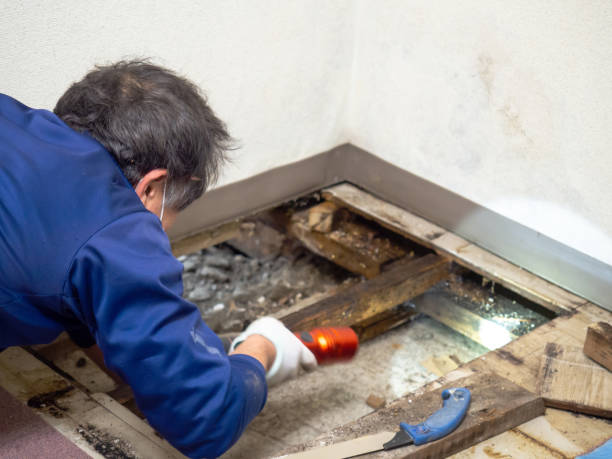 Best Mold Testing  in Elgin, IL