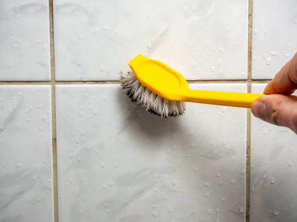 Professional Mold Removal in Elgin, IL