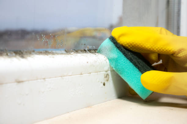 Mold Removal and Inspection in Elgin, IL