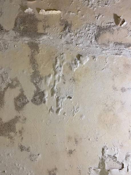 Best Office Mold Removal Services  in Elgin, IL